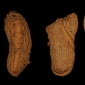 ইউরোপের প্রায় ৬ হাজার বছর আগের জুতা খুঁজে পেল বিজ্ঞানীরা