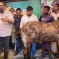 ছাগলটি ১ লাখে কিনে বিদেশি বলে ১৫ লাখ হাঁকিয়েছিল: সাদেক এগ্রো